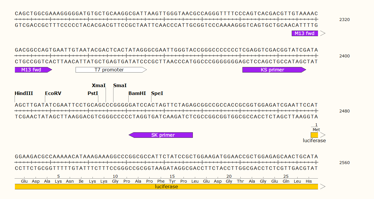 pGreenII 0800-LUC载体图谱1